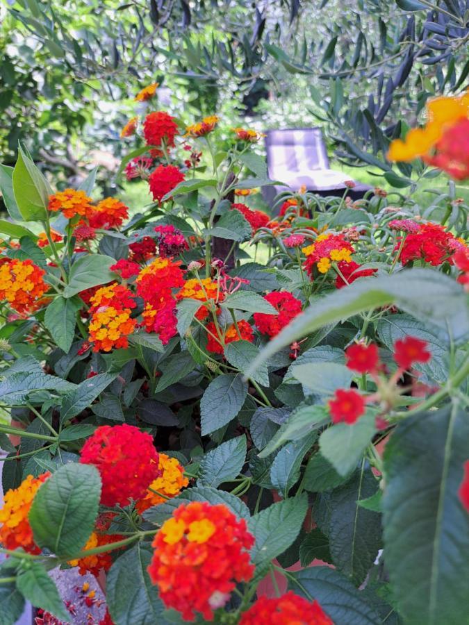 ביבינייה Apartment Noa'S Garden מראה חיצוני תמונה